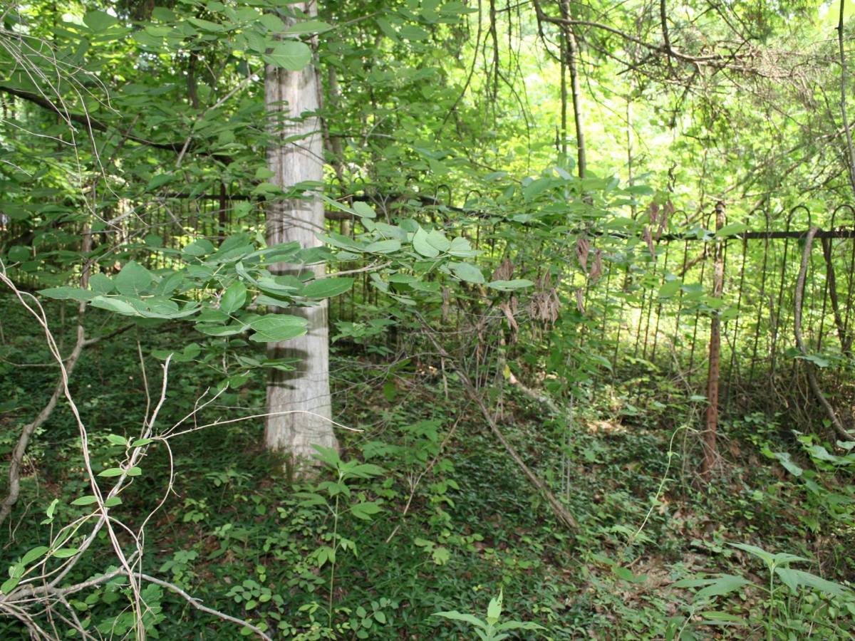 Vegetation and Tombstones