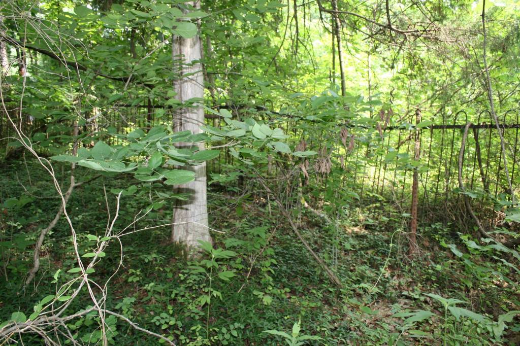 Vegetation and Tombstones
