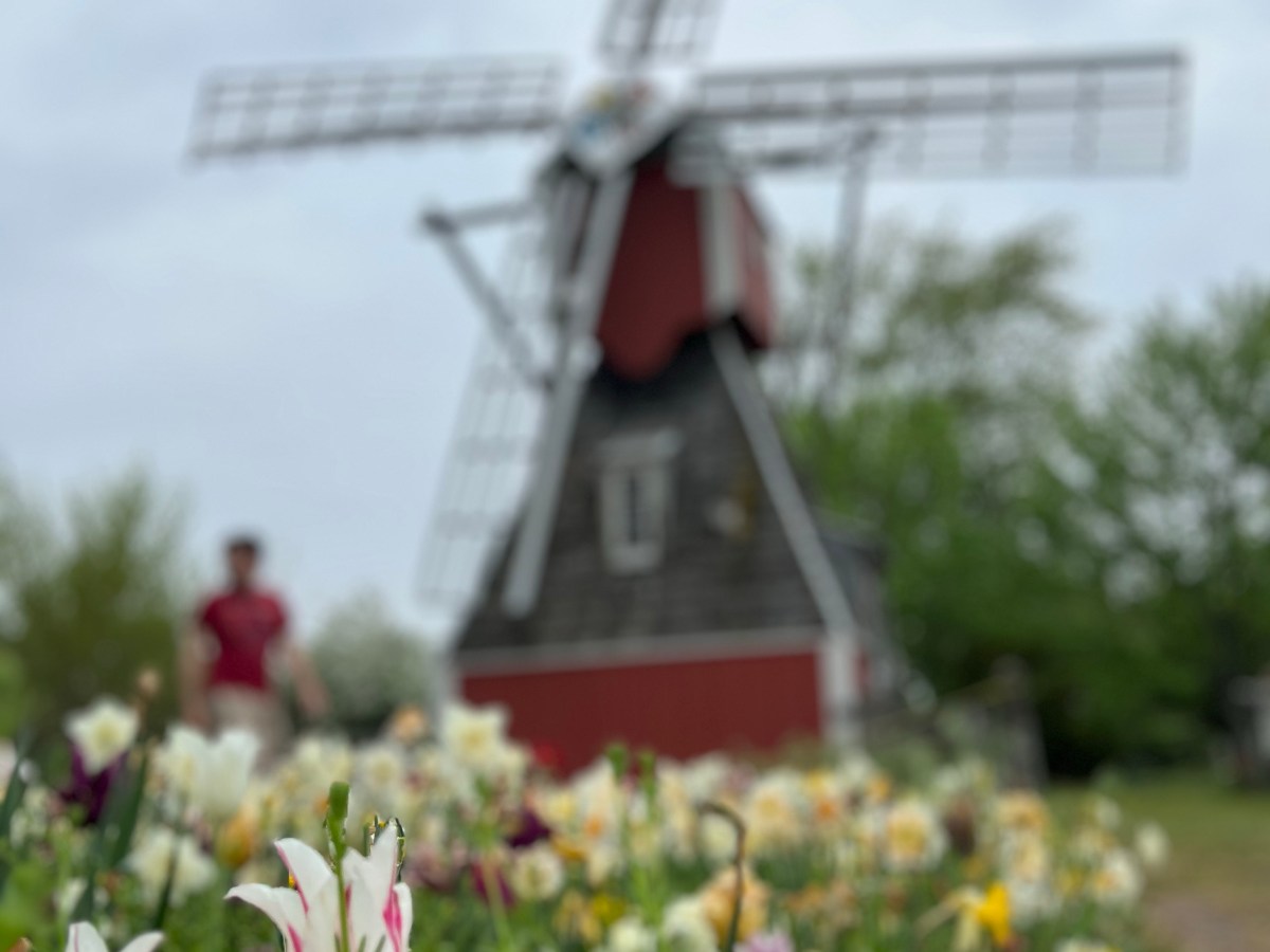 A Tulip Trip Itinerary to Holland,&nbsp;MI