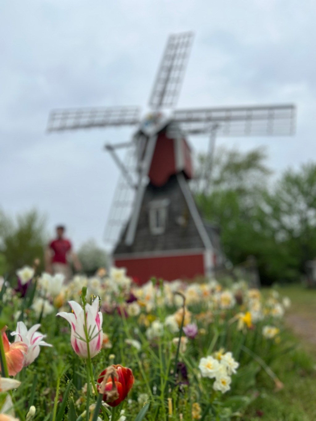 A Tulip Trip Itinerary to Holland,&nbsp;MI