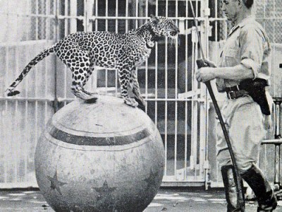 St. Louis Zoo Animal Show&nbsp;History