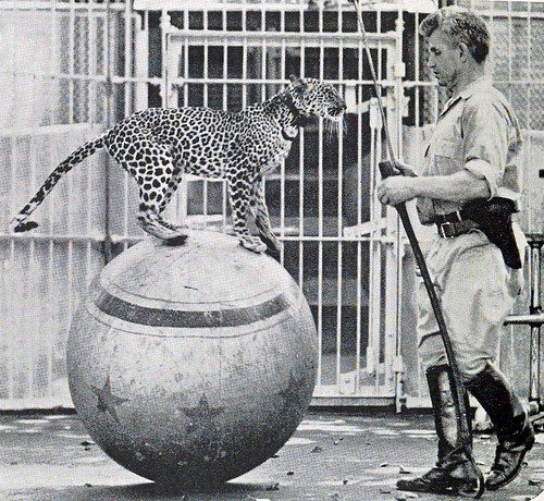 St. Louis Zoo Animal Show&nbsp;History