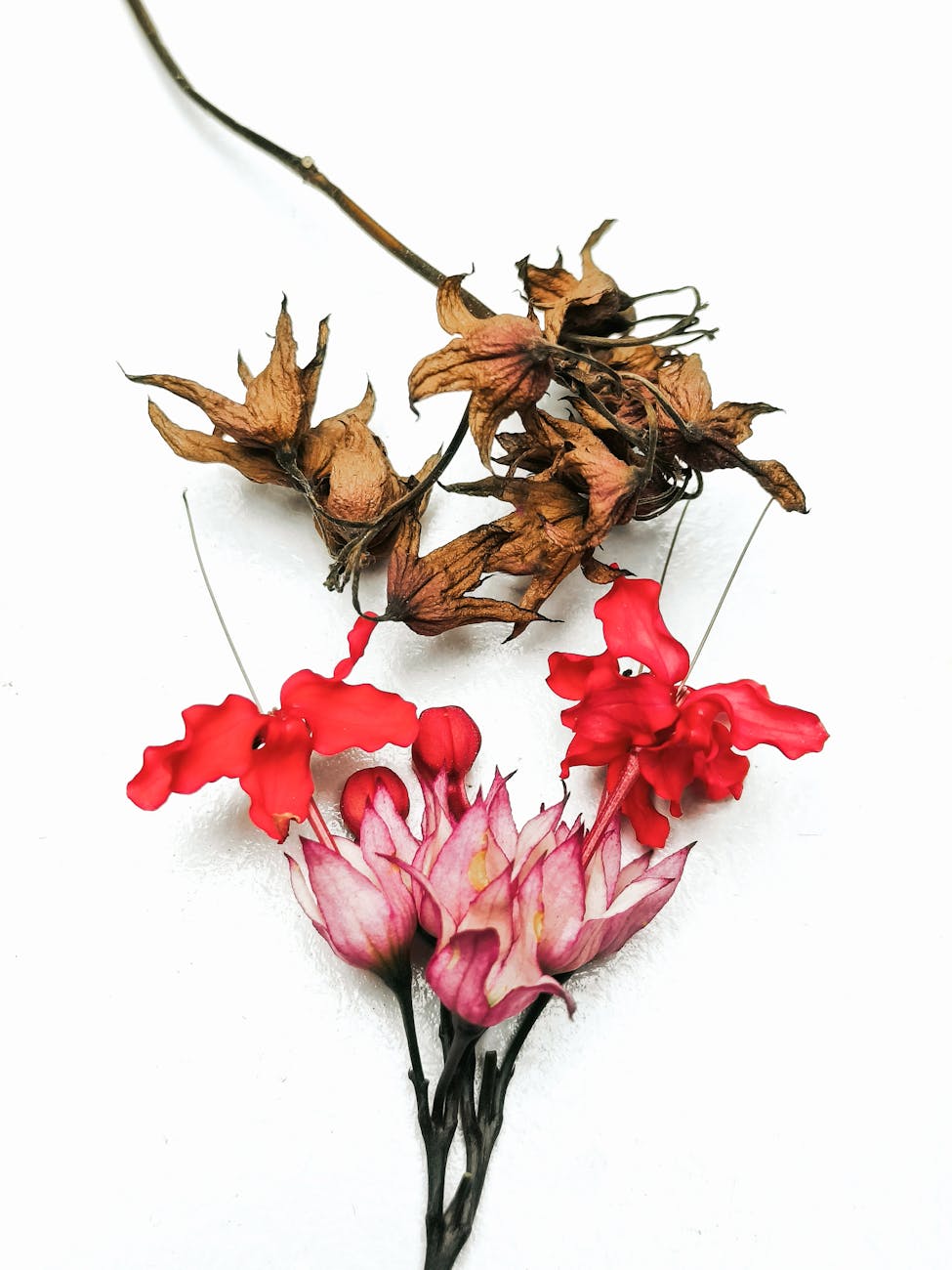 wilted and blooming flowers lying against a white background