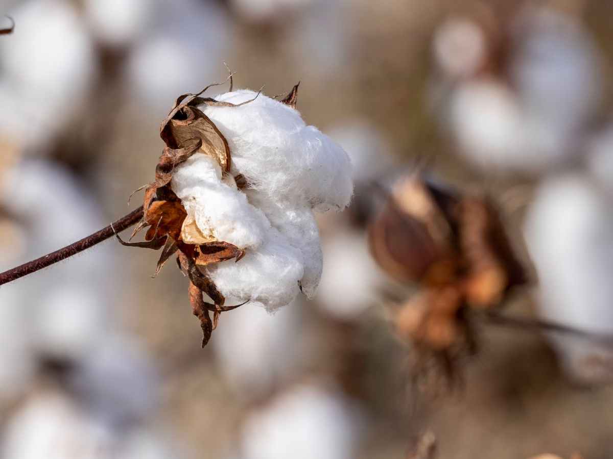 Missouri Bootheel Cotton Crop&nbsp;Memories