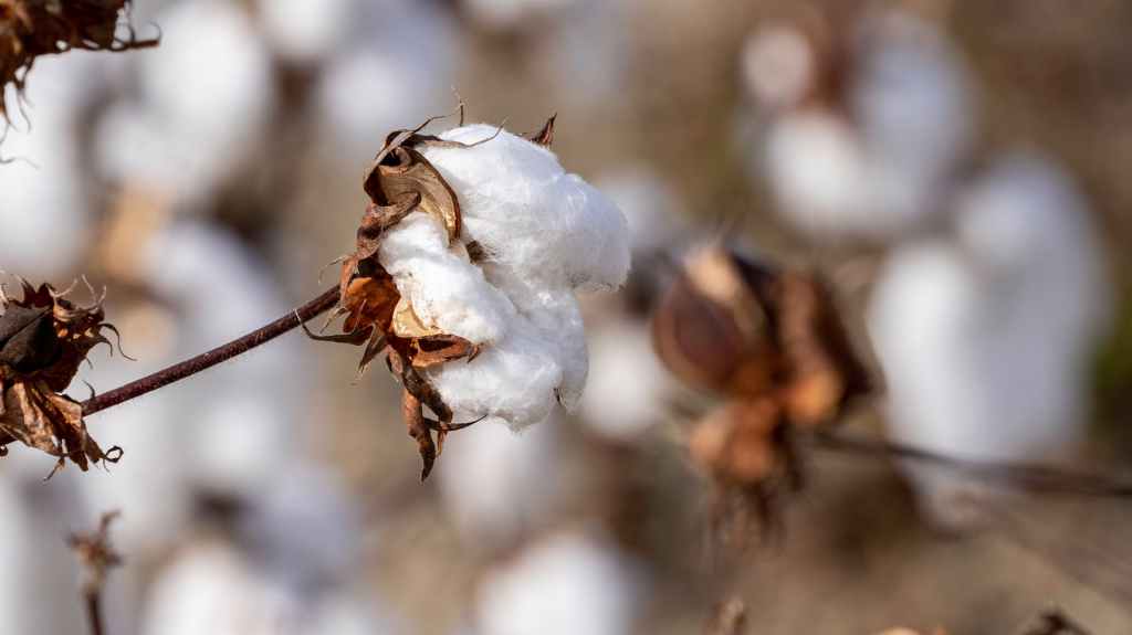 Missouri Bootheel Cotton Crop&nbsp;Memories