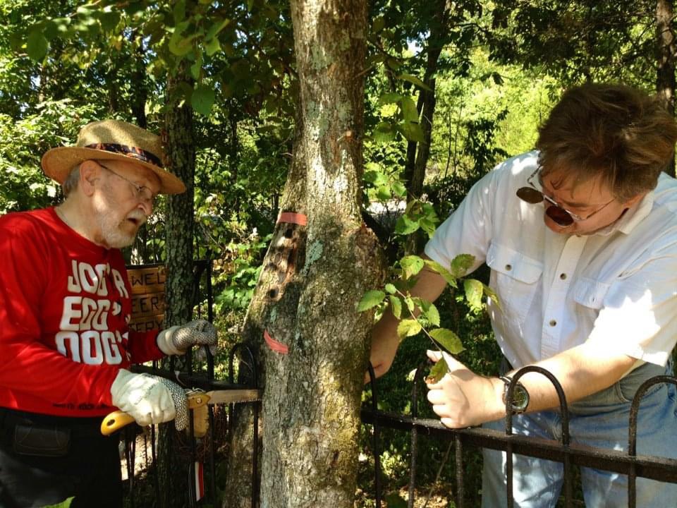 two men chopping down a tree