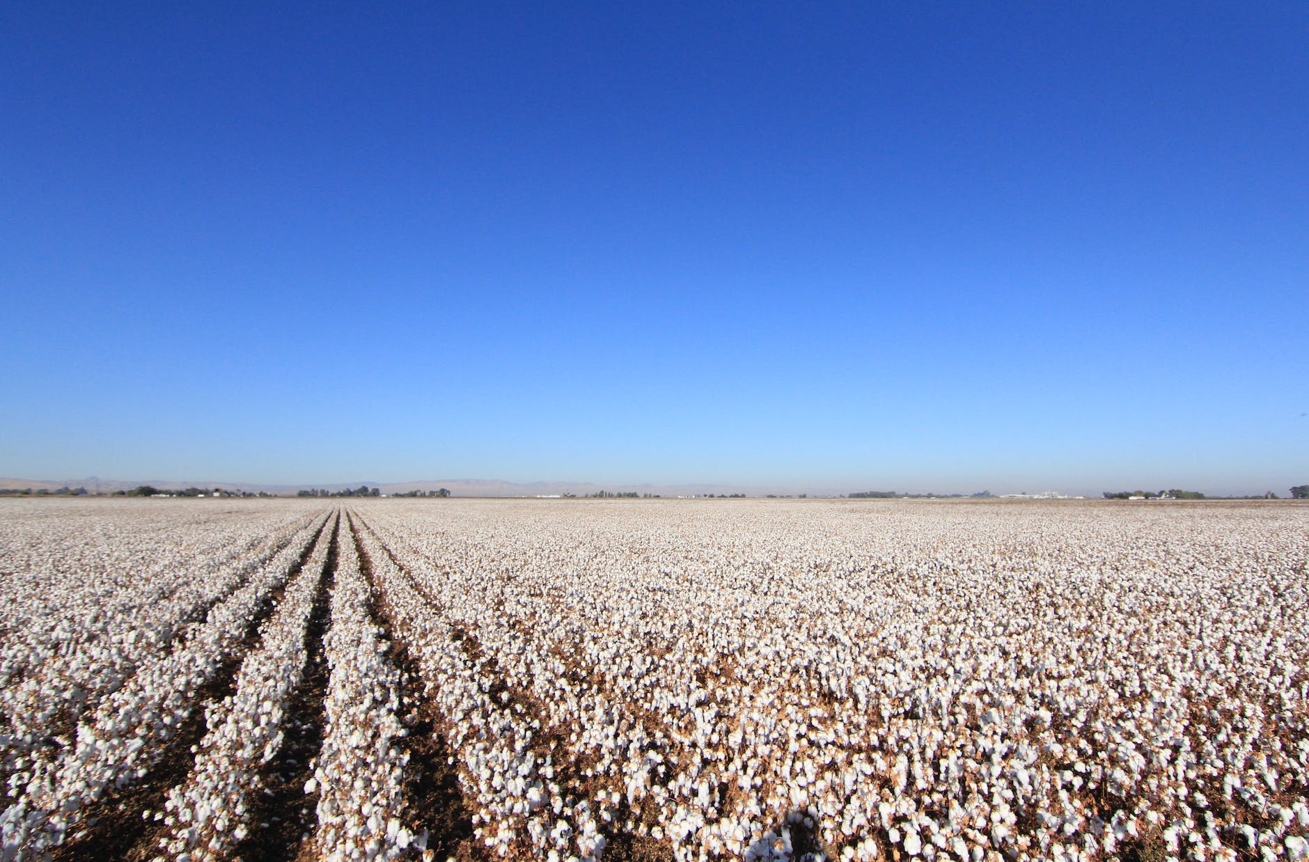 view of a cotton field
