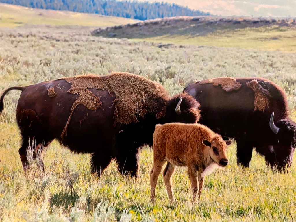 Badlands, Yellowstone, Grand Tetons&nbsp;Itinerary